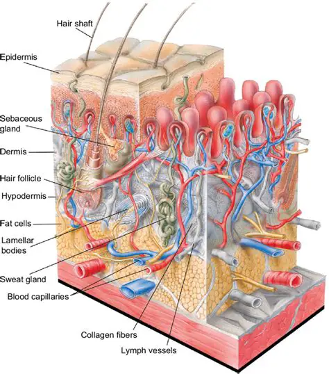 What is epiderm